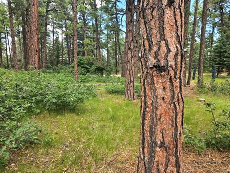 Vacant Lot for sale at Zorn Rd, Rye, Colorado